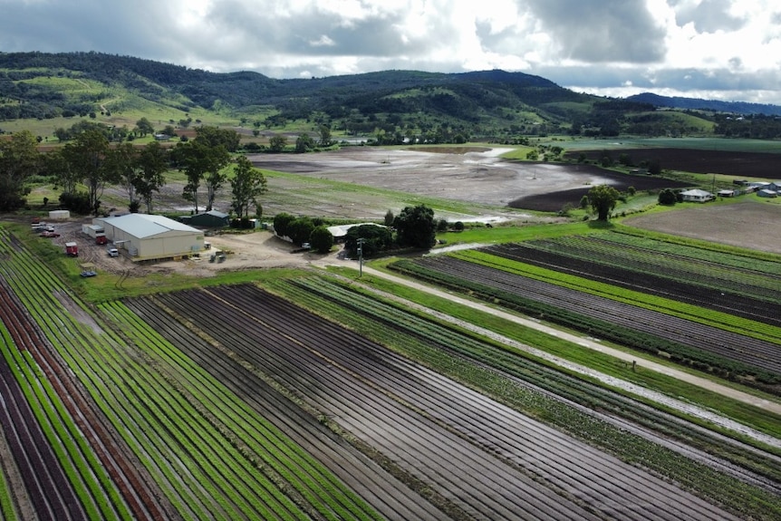 Rows of lettuce wiped out from floods with the scenery of the lockyer valley in the background