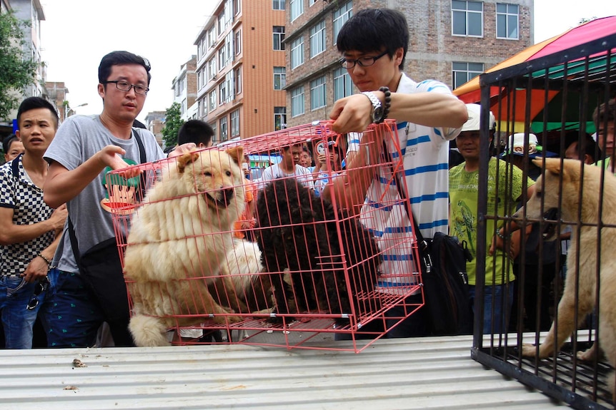 Animal activists load a cage holding dogs which they just bought from vendors.