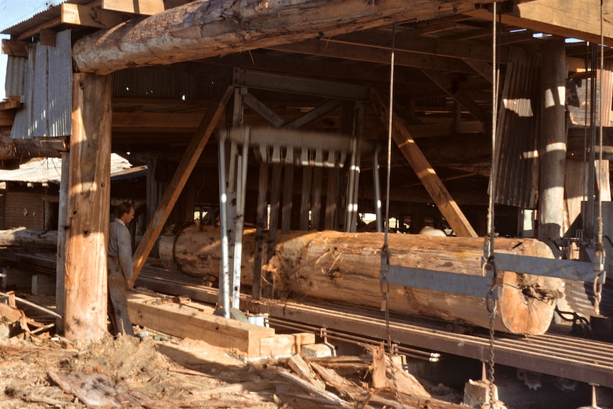 An old sawmill in operation, cutting up a log