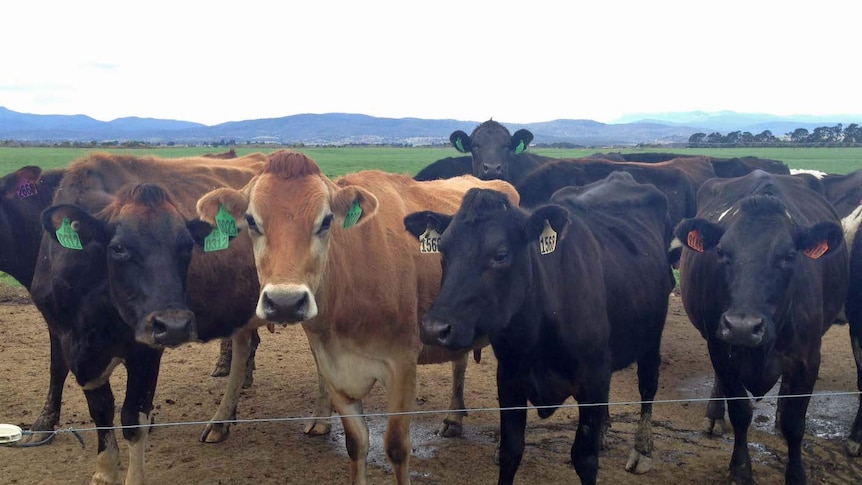 Dairy cows stand at a fence at Oakdene near Perth, Tasmania.