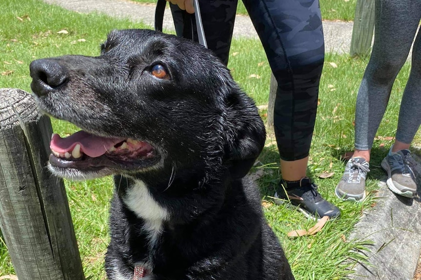 A black dog with white patches on its front.