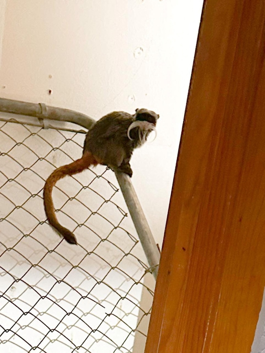 원숭이 한 마리가 달라스의 버려진 집 난간에 앉아 있습니다.