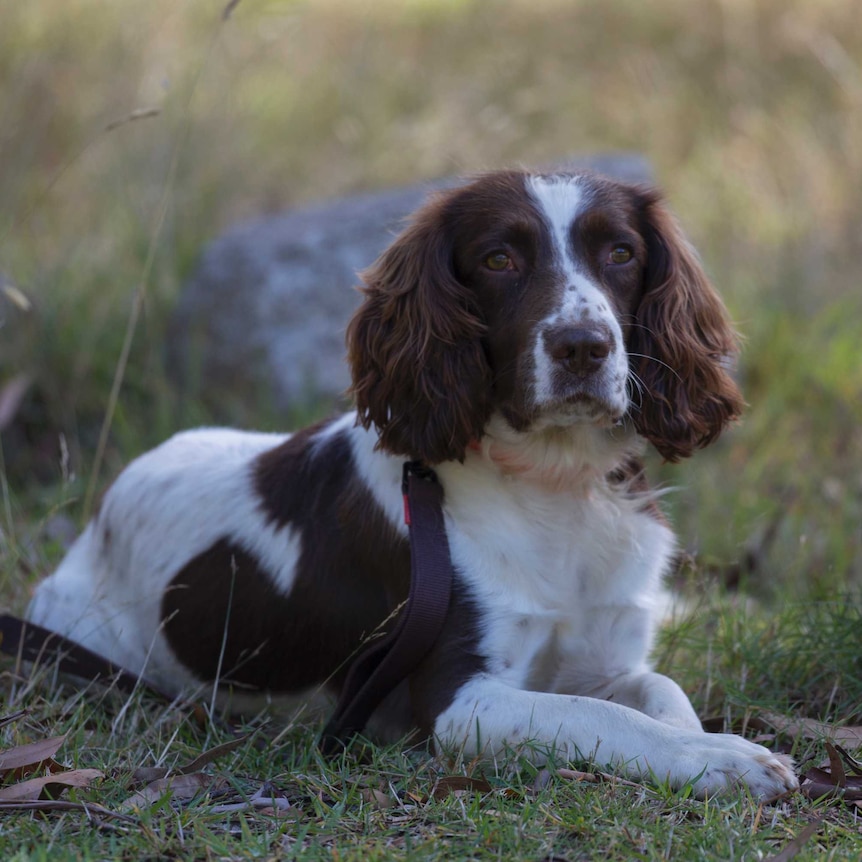A white and brown spaniel with a serious look on his face stares into middle distance