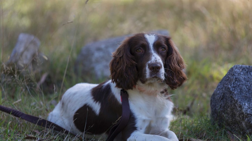A white and brown spaniel with a serious look on his face stares into middle distance