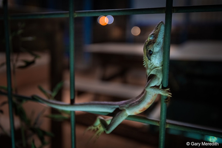 Green lizzard has eyes closed as it clutches to green pole. 