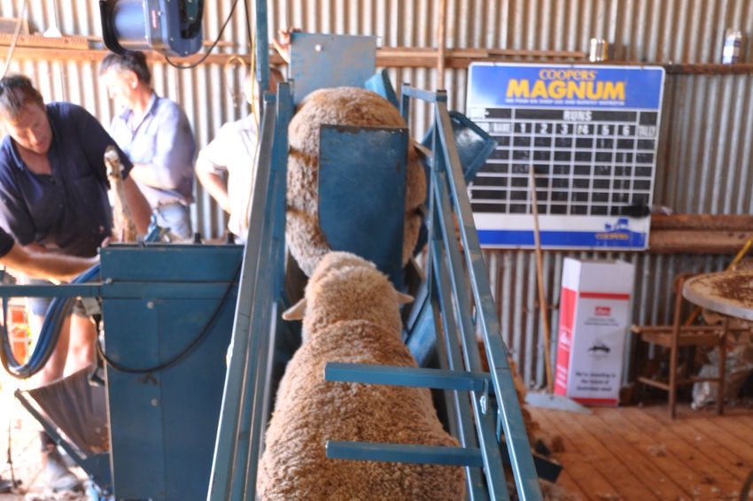 Sheep waiting in the race to be shorn