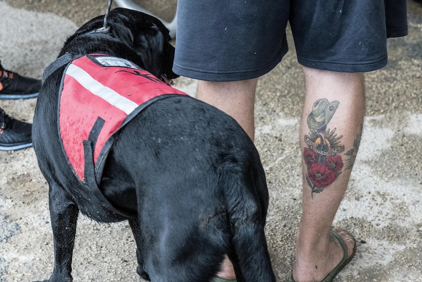 A close-up of a tattoo on the leg of an army veteran while he holds his assistance dog on a lead.  