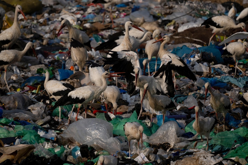 Una folla di uccelli bianchi e neri si trova in cima a una pila di sacchetti di plastica e altri rifiuti.