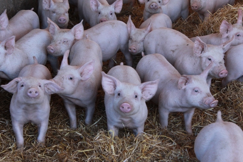 Piglets in a pen