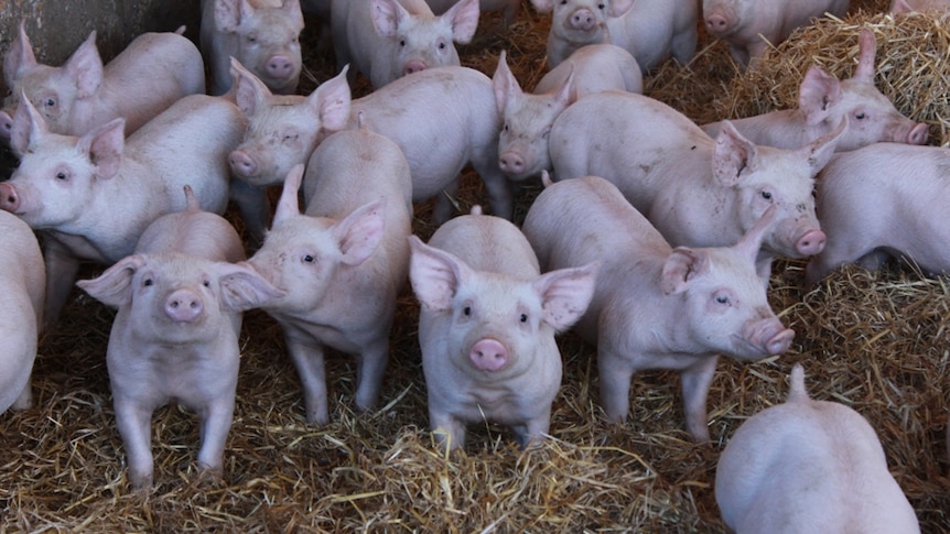 Piglets in a pen