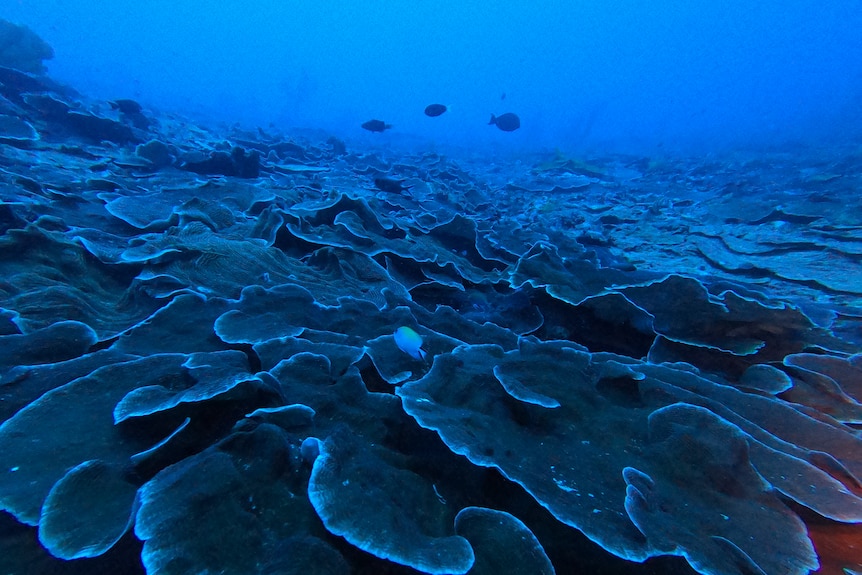 A coral reef deep underwater