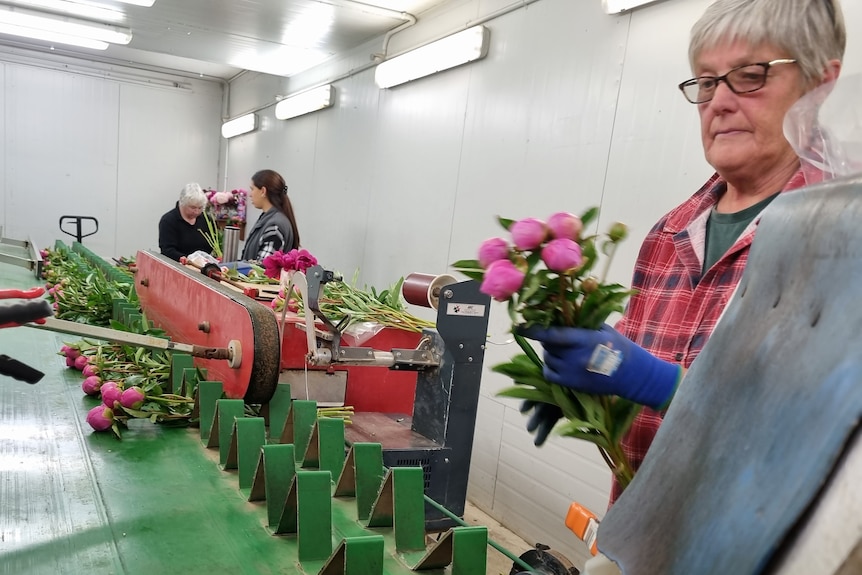 Peony flowers and stems are loaded into a sorting conveyer belt by three workers.