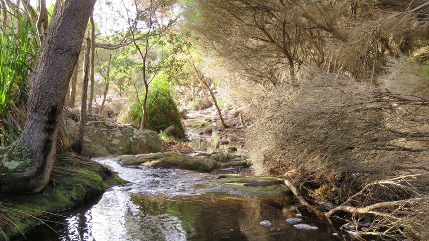 A river runs though coastal woodlands