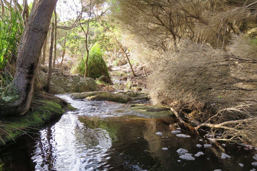 A river runs though coastal woodlands