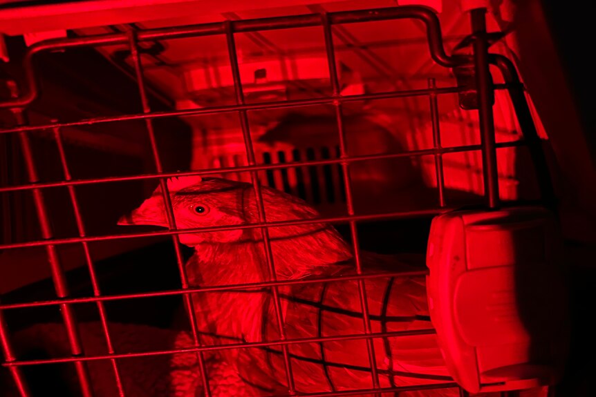chicken in cage illuminated red