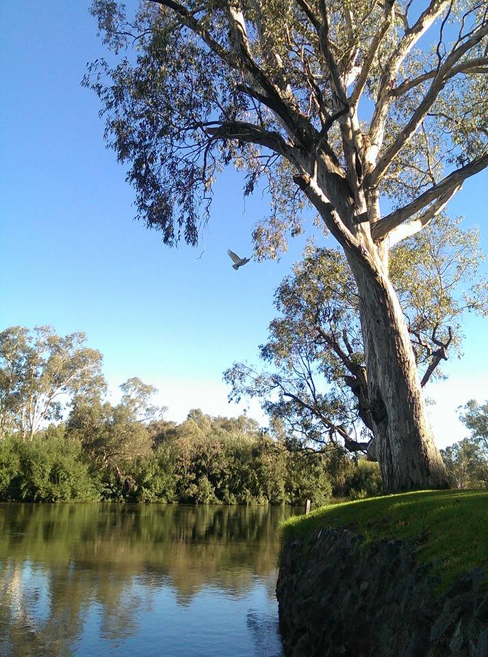 National Tree Day A selection of some of Australia's favourite trees