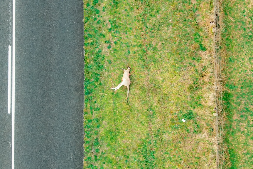 A dead kangaroo in South Australia is seen lying on grass next to a road, in a birds-eye view shot taken from a drone.