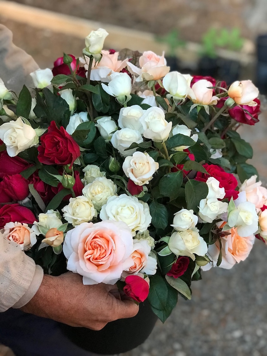 yellow, cream, red and orange roses in a bouquet
