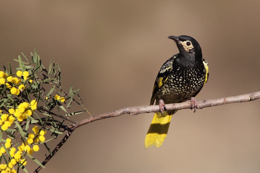 A Regent Honeyeater on a branch.