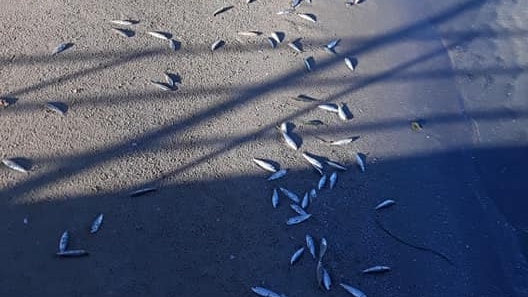 Dead fish on a beach.