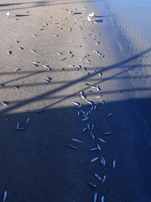 Dead fish on a beach.