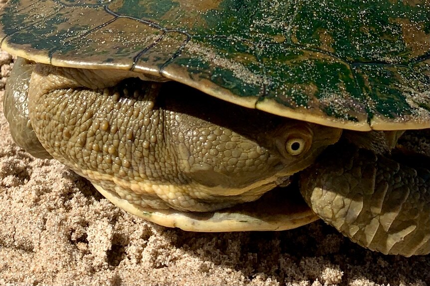 A short-necked turtle with his head tucked in his shell eyes the photographer with disdain