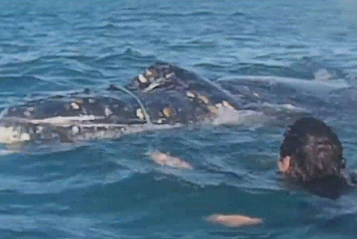 Mr Santen in the water with the juvenile humpback he tried to untangle from a rope.