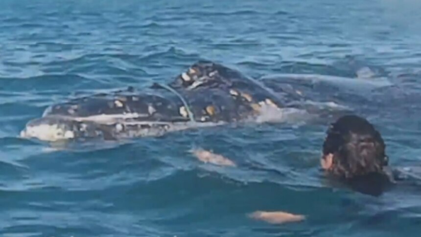 Mr Santen in the water with the juvenile humpback he tried to untangle from a rope.