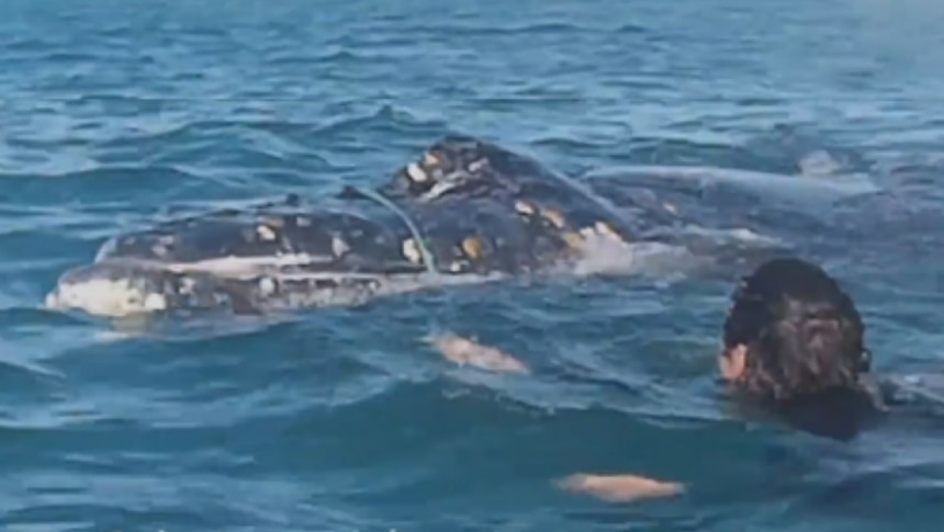 Mr Santen in the water with the juvenile humpback he tried to untangle from a rope.