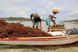 Seaweed farmers fill a traditional boat.