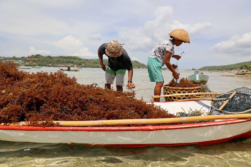 Seaweed farmers fill a traditional boat.