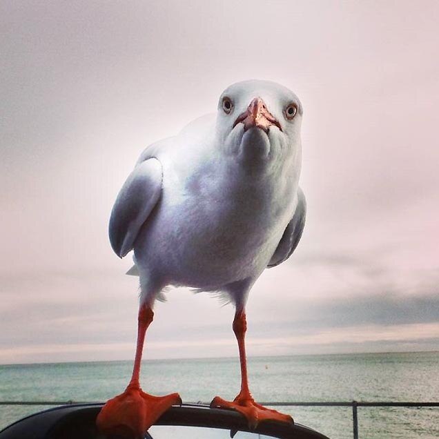 A close-up shot of a seagull investigating the camera photographing it.