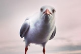 A close-up shot of a seagull investigating the camera photographing it.