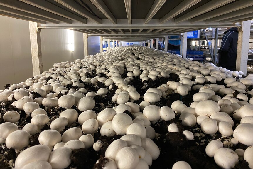 Lots of mushrooms growing on trays in a warehouse.