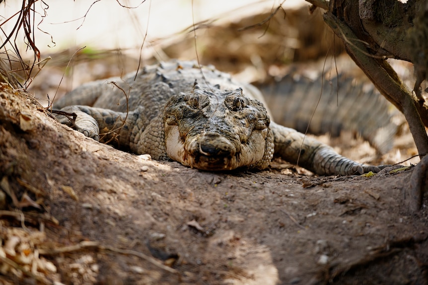 A crocodile lays on the bank of the river at Crocodylus Park.
