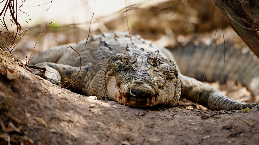 A crocodile lays on the bank of the river at Crocodylus Park.