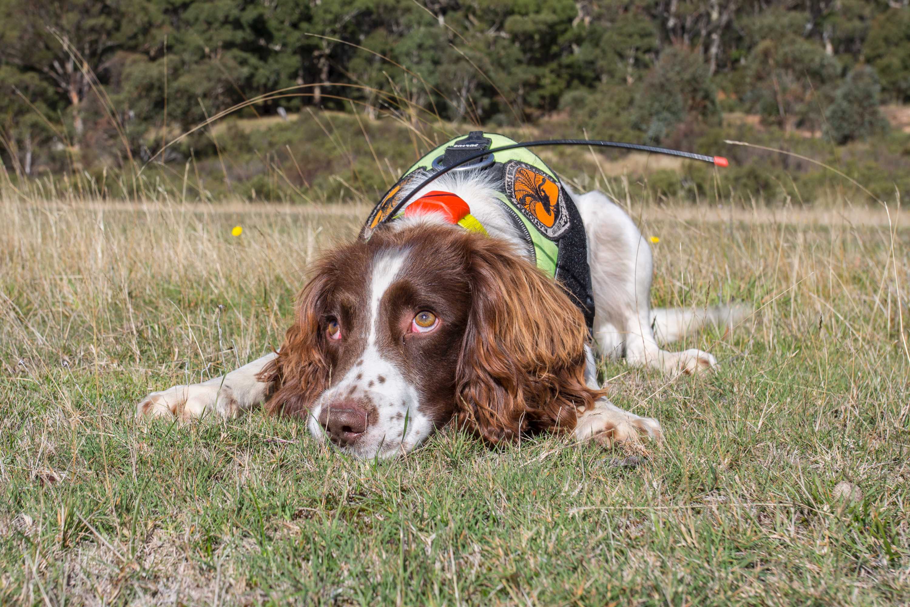 Connor indicates that he has found a weed by placing his nose on it.