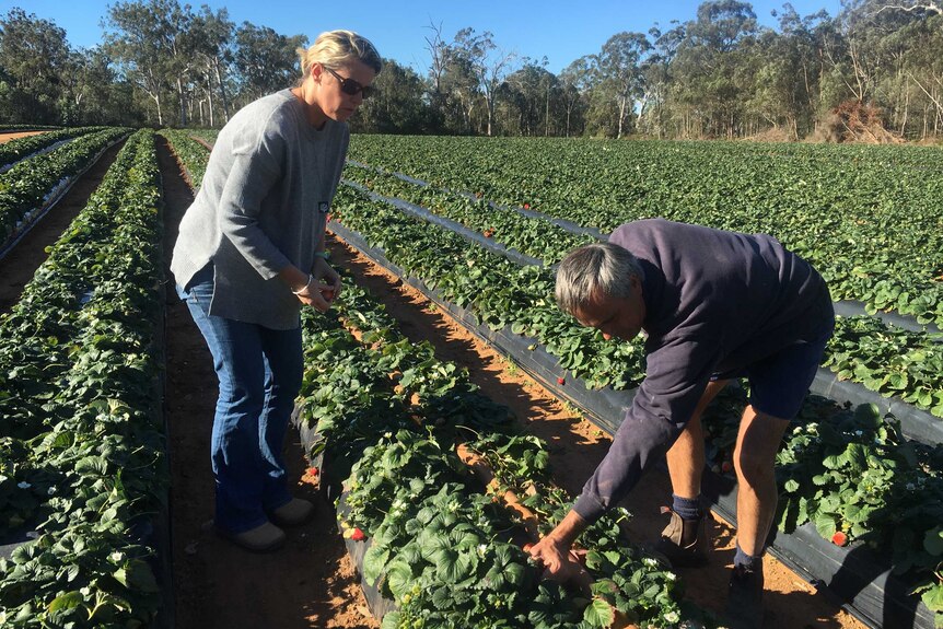 Jennifer Rowling says the downturn in production is right across Queensland's strawberry growing regions.