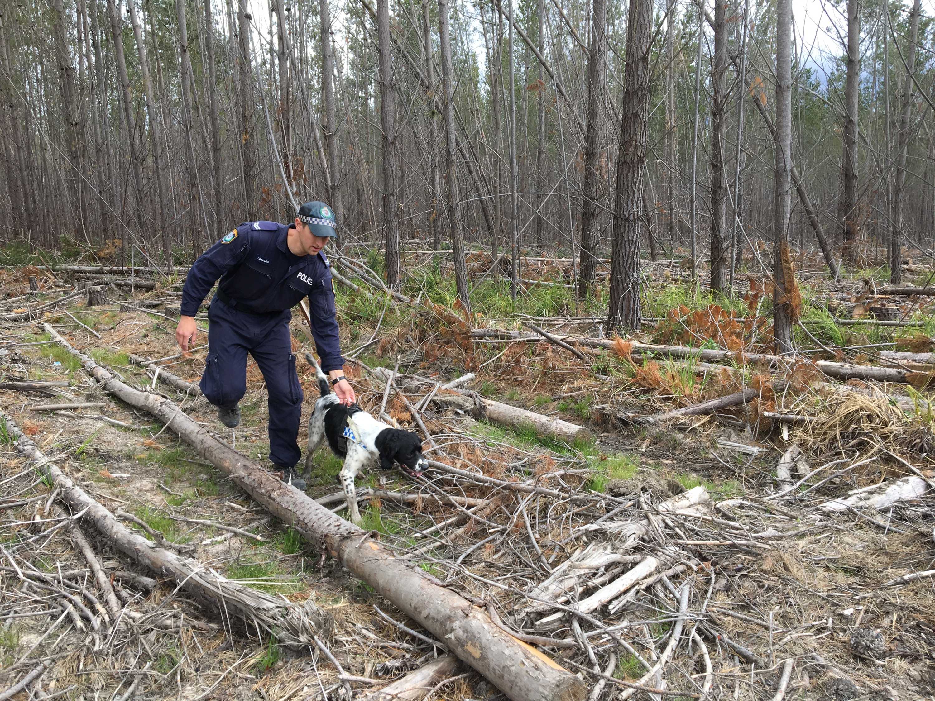 Cadaver dogs are some of Australia's most specialised canines. What's