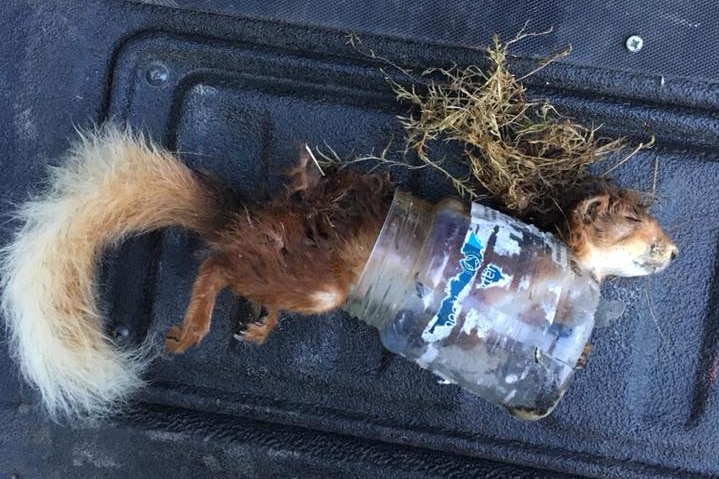 A squirrel choked by a plastic jar