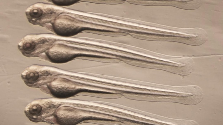 Zebrafish larvae are used by scientists to study possible treatments for human diseases.
