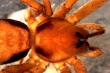 Side-by-side images of a pisauridae mickfanningi spider