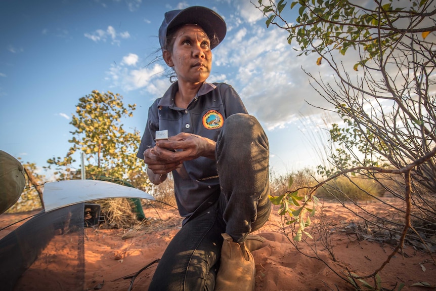 An Indigenous woman wearing a ranger shirt and cap crouches in a scrubby grassland.