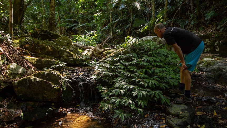 A man crouched over looks into a clear creek, surrounded by greenery and rainforest. 