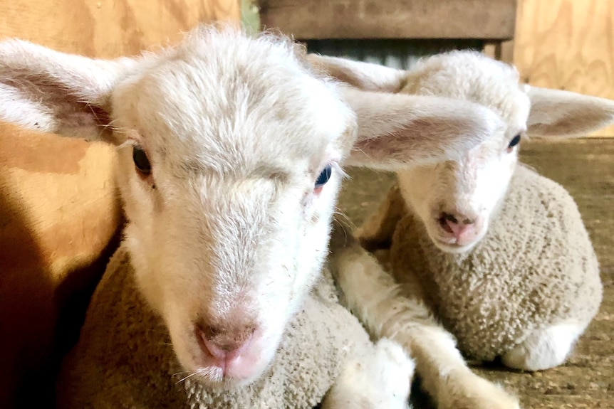 Two lambs laying on the ground