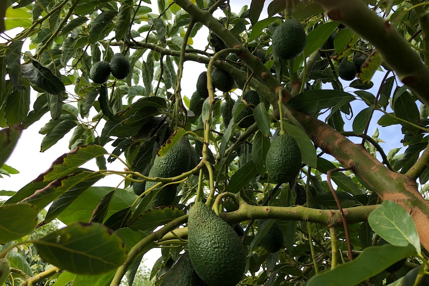 Looking inside an avocado tree where plenty of fruit is visible