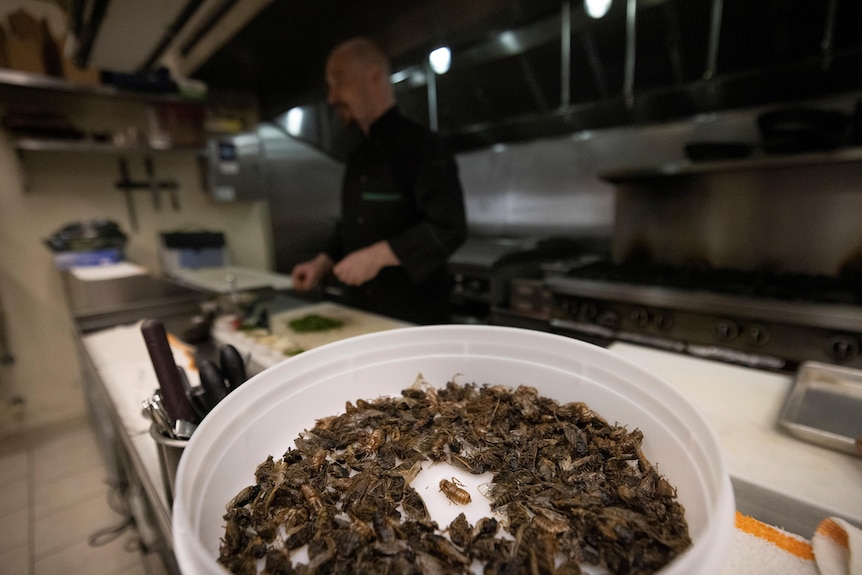 Una ciotola piena di fave di cicala si trova sulla panchina mentre lo chef Tobias Padovano prepara i tacos di cicala.