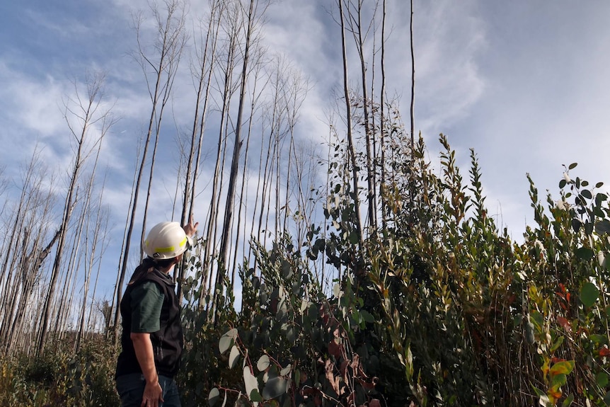 A woman looks up at dead trees while standing next to young saplings