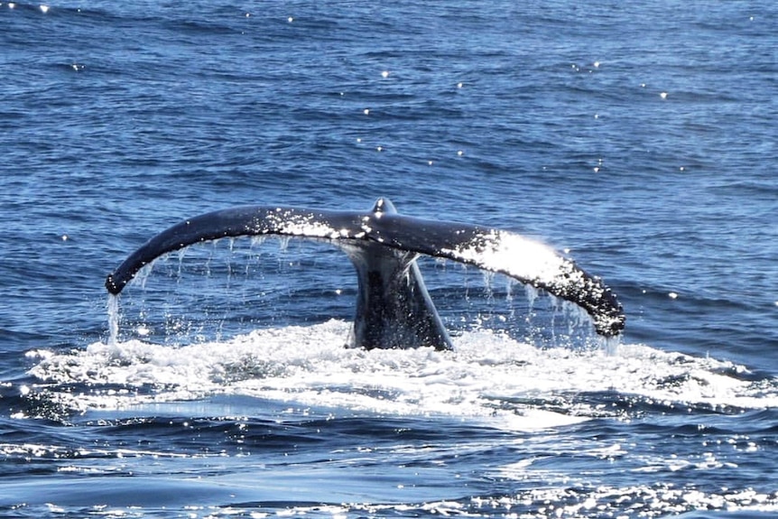 The tail of a humpback whale in ocean waters off South Stradbroke Island on Queensland's Gold Coast.