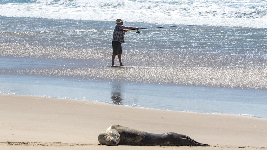 Leopard seal in foreground on sand with fisherman in background